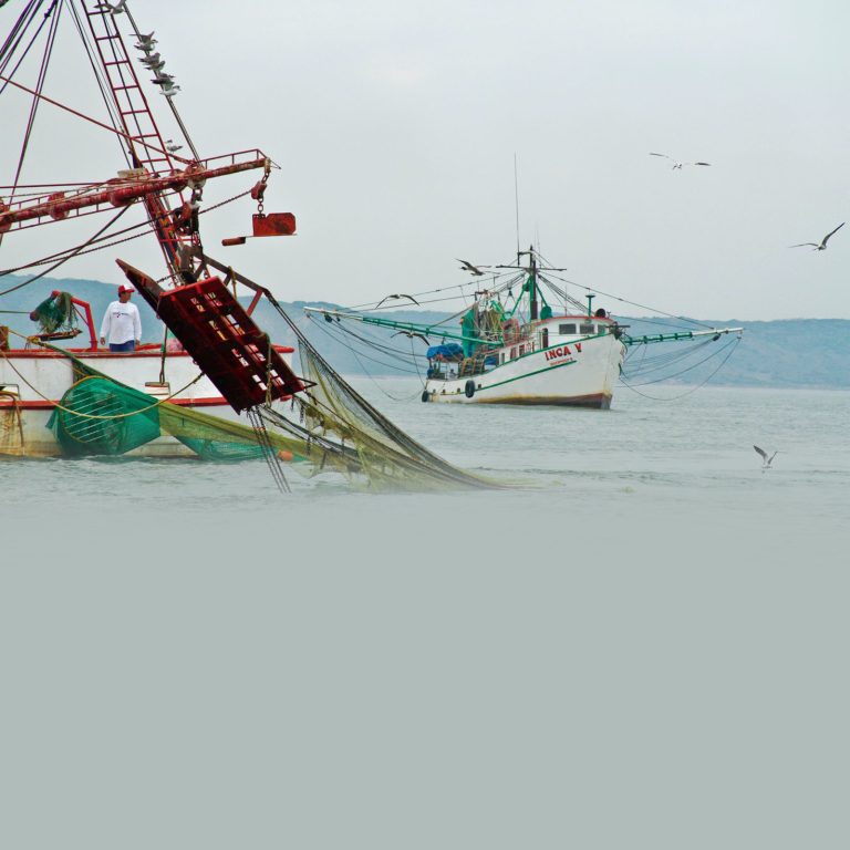 260504 Inicia la veda de camarón en el Golfo de México y Mar Caribe-1 (1)