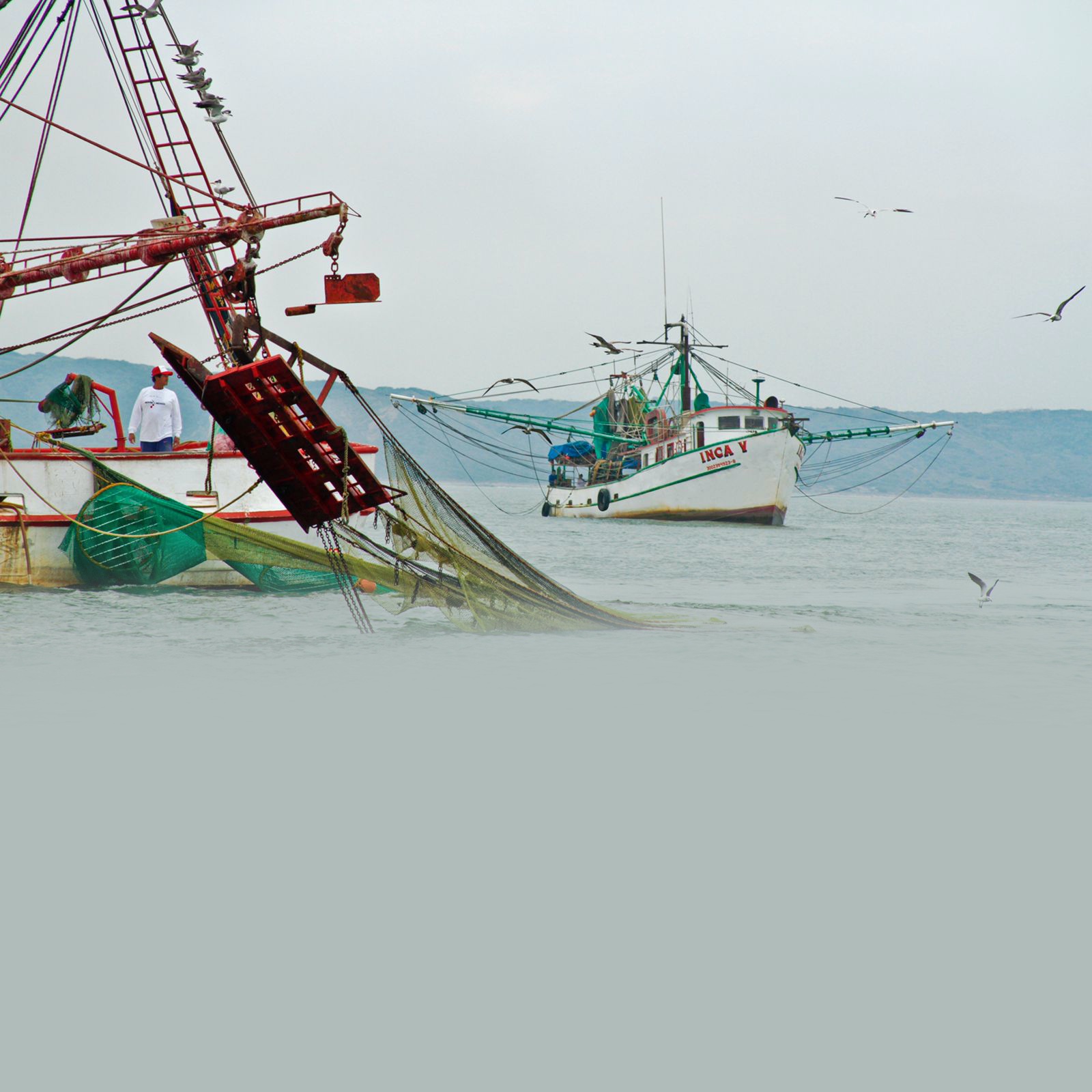 260504 Inicia la veda de camarón en el Golfo de México y Mar Caribe-1 (1)